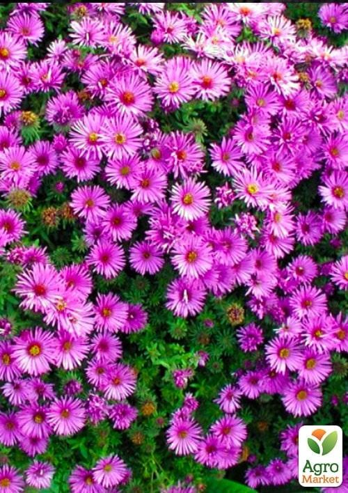 Астра ново-бельгийская "Fuchsia" (С1,5 высота 30-40см)