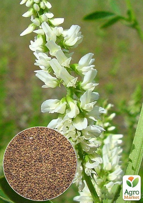 На развес Донник белый ТМ "Весна" цена за 50г