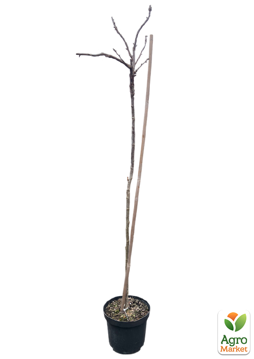 Кедр Гималайский "Karl Fuchs" С3, высота 20-40 см - фото 5