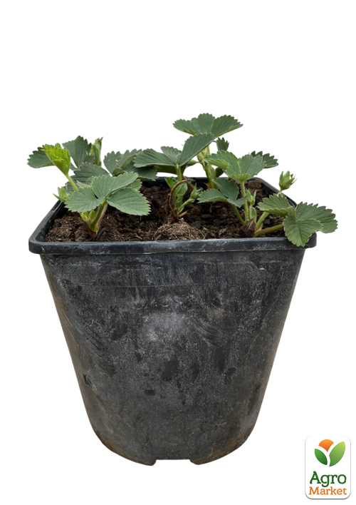 Клубника садовая "Эльсанта" укорененная в контейнере - фото 5