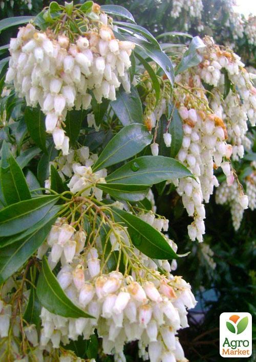 Ландышевое дерево "Halesia"