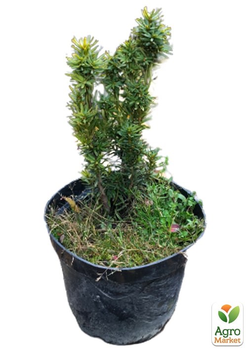 Тис ягідний "David" С2, висота 25-30 см - фото 5