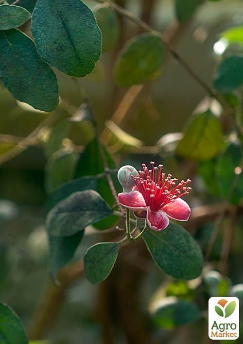 Фейхоа крымский (высота 20-30 см) возраст 2 года - фото 3