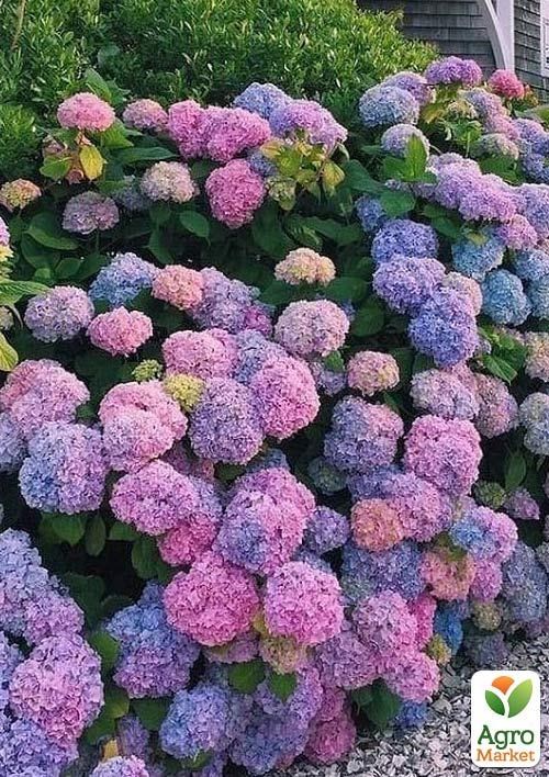 Гортензия крупнолистная 3-х летняя "Chameleon" - фото 3