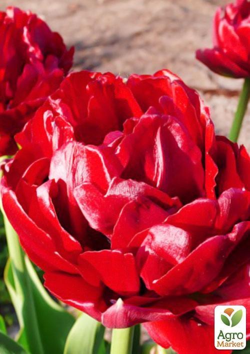 Тюльпан "Emblazon" (розмір 11/12, великий) 3шт в упаковці