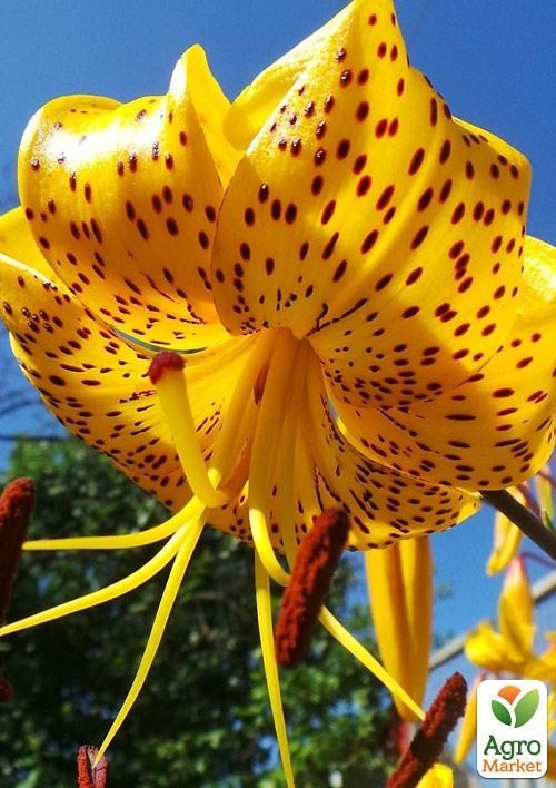 Лілія Тигрова звисаюча "Leichtlinii"