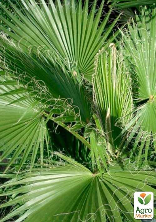 Вашингтонія "Санта-Барбара" ТМ "Vesna Exclusive"3шт - фото 2