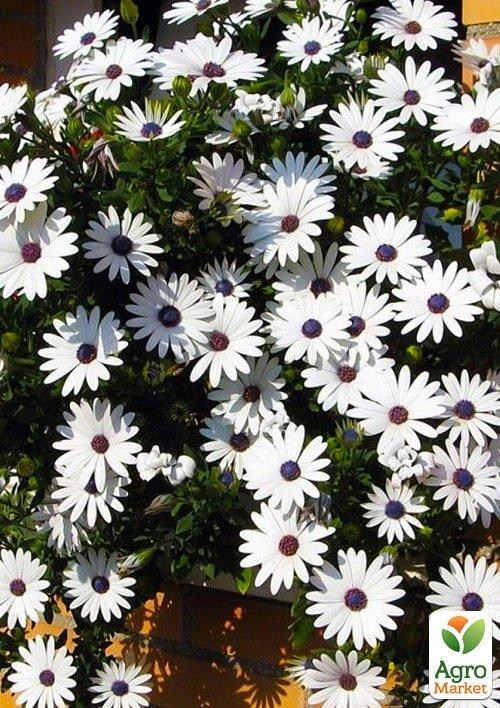 Остеоспермум ампельний "Erato Basket White" (контейнер № 10, висота 10-20 см)