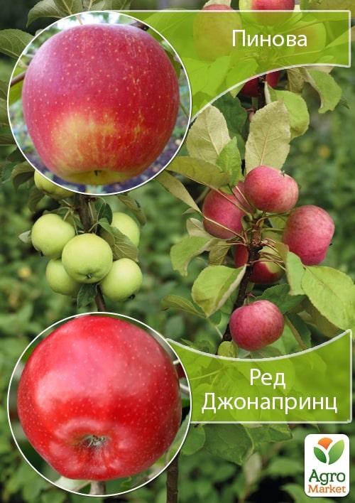 Дерево-сад Яблуня "Пінова + Ред Джонапринц"