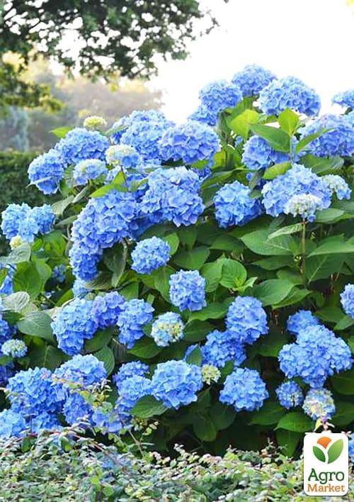 Гортензія крупнолиста блакитна "Блакитне небо" (Blue sky)