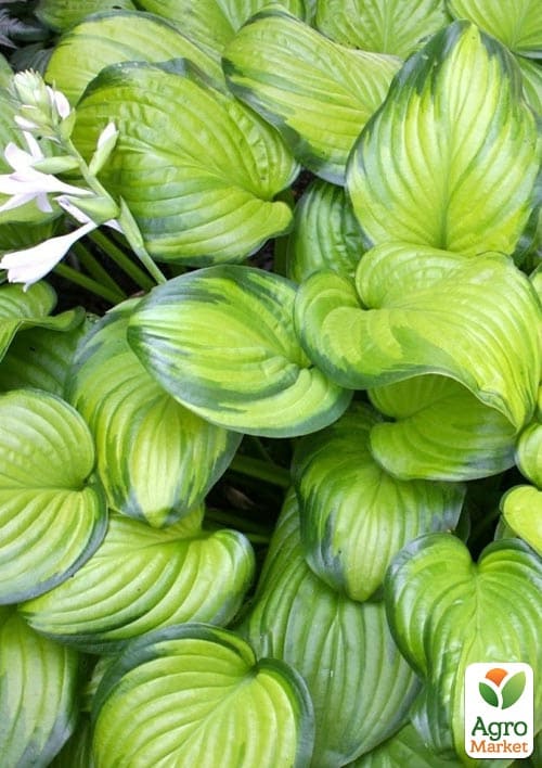 Хоста гібридна "Guacamole" С3 - фото 2