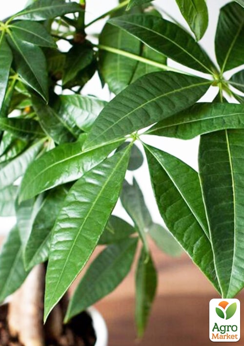 LMTD Пахіра "Aquatica" переплетена (40-50см) - фото 6