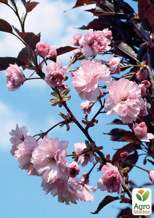 Сакура краснолистная "Роял Бургунди" (Royal Вurgundy) высота 100см - фото 5