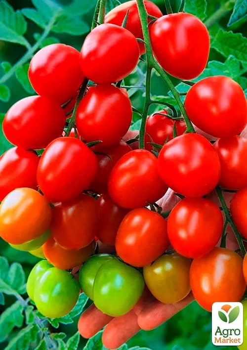 Томат "Новинка приднестровья" (Зипер) ТМ "Весна" 0,5г - фото 2