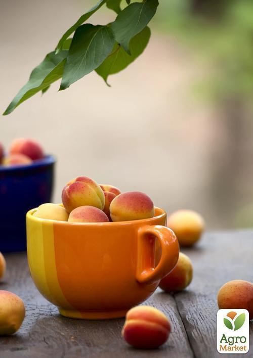 Абрикос "Монастырский" (летний сорт, средний срок созревания) - фото 3