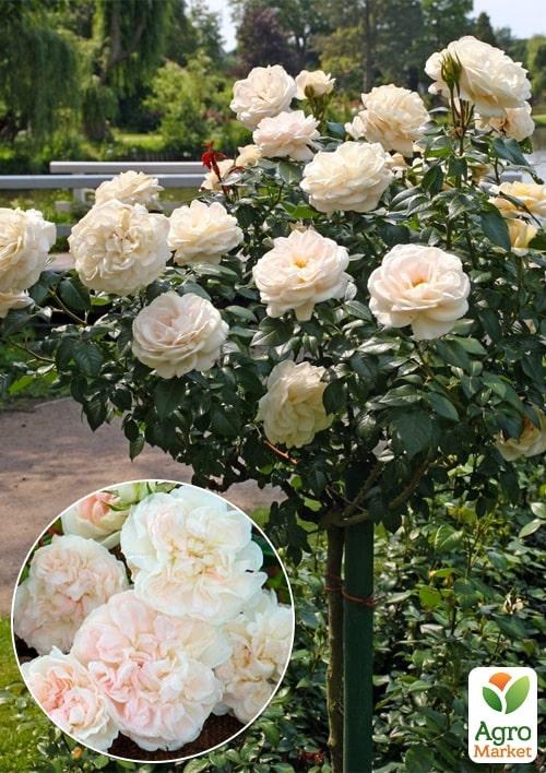 Окулянты Розы на штамбе «Swany»