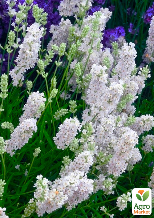 Лаванда узколистная белоснежная "Edelweiss" (контейнер Р9)
