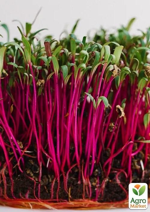 Проращиватель (спаутер) + набор семян микрозелени №2 ТМ "BIO Natura" - фото 4