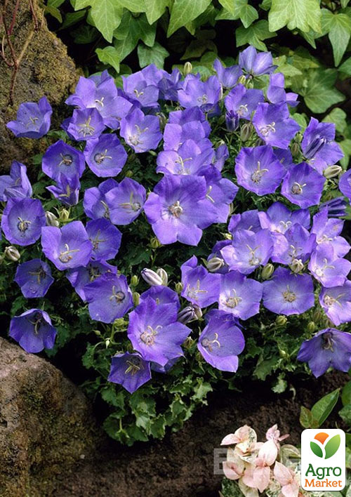 Кампанула "Carillon Blue"  