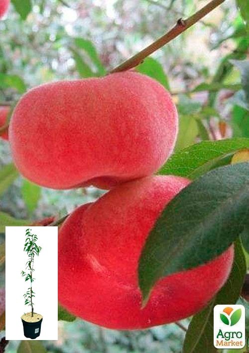 Инжирный персик "Сатурн" укорененный в контейнере (саженец 2 года)