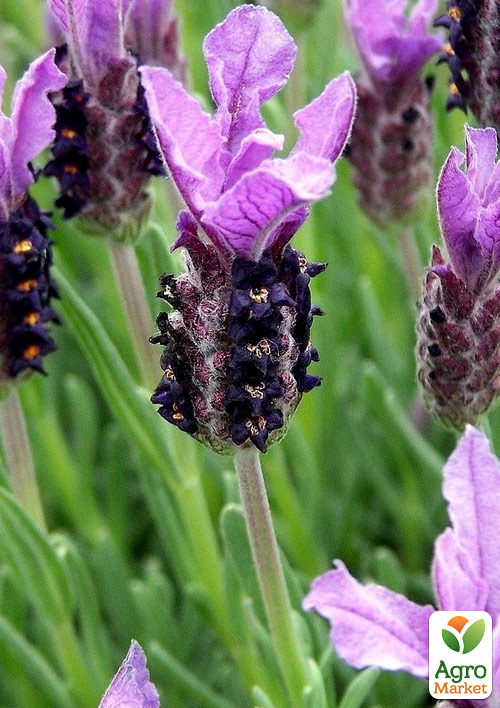 Лаванда французская широколистная "Dark Royalty"  - фото 6