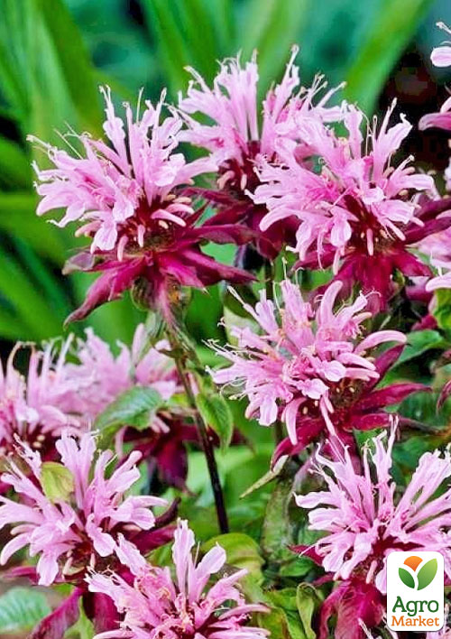 Бергамот (Монарда) лимонная "Beauty of Cobham"