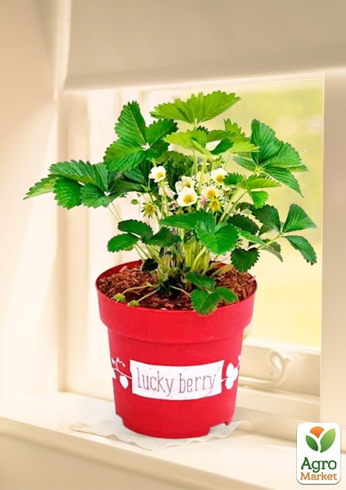 LMTD Клубника ремонтантная 2-х летняя "Lucky Berry" (высота 20-30см, горшок С5)