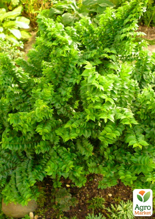 Вяз малый «Жаклин Хиллер» (подходит для формирования бонсай) высота 15-25см - фото 4