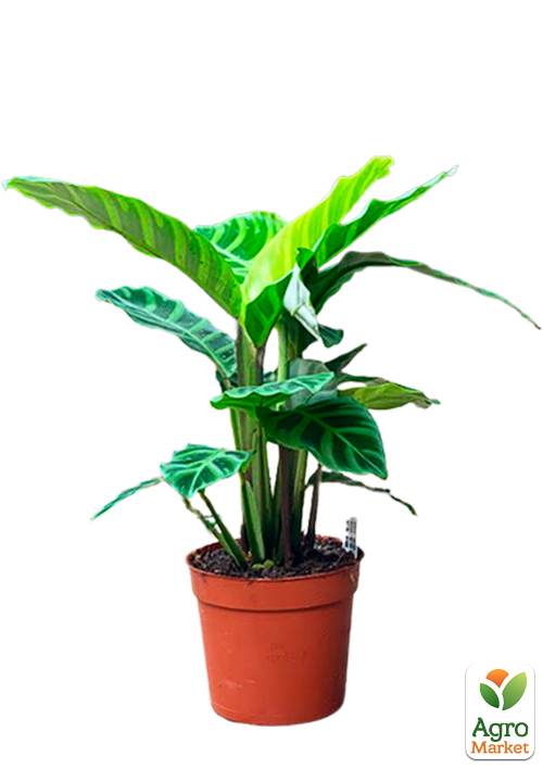 Калатея "Zebrina" - фото 5