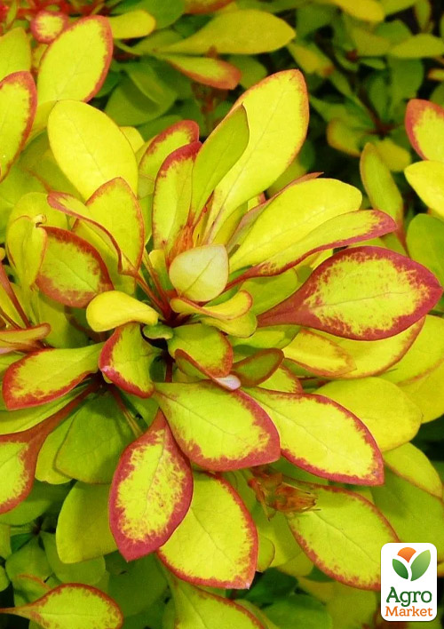 Барбарис Тунберга "Limoncello"  (контейнер P9)