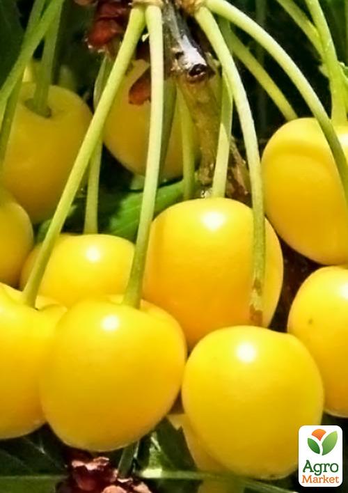 Вишня желтая (узкопирамидальная) 1 саженец в упаковке.