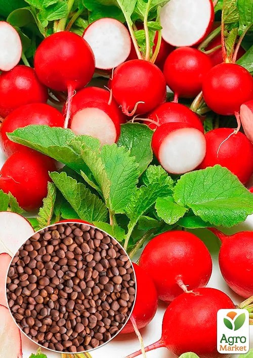 На развес Редис "Романо" ТМ "Весна" цена за 10г