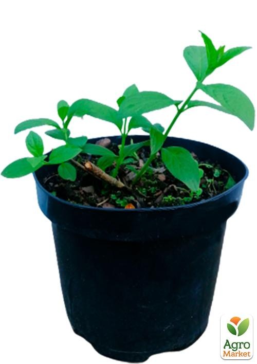 Гортензія 3-х річна волотиста "Framboisine" - фото 2