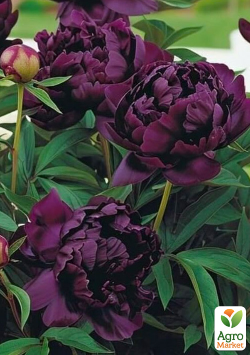 Пион древовидный "Hei Bao" (Китай, саженец 2 года)