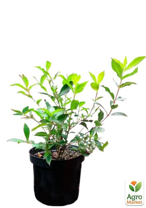 Вейгела «Minuet» (Weigela'Minuet') S3, висота 50-60см - фото 3