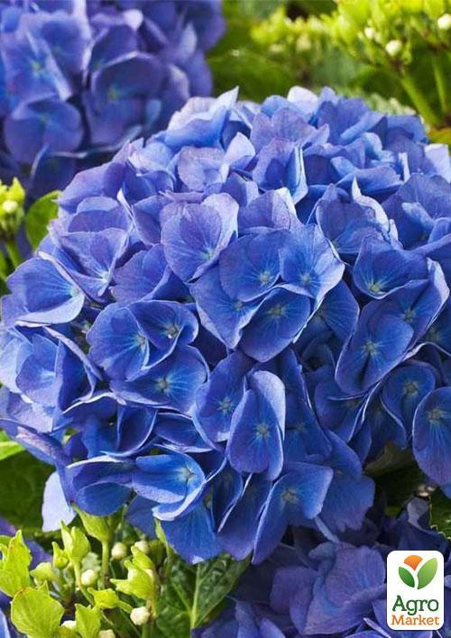 Гортензія крупнолиста "Renate Steiniger" - фото 5