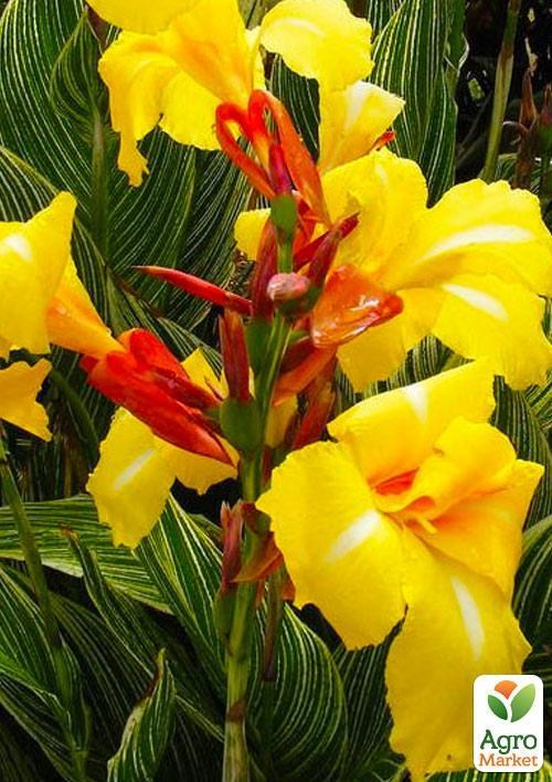 Канна Пестролистная "Striped Beauty" 