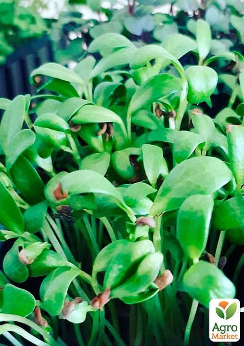 Микрозелень "Грибная трава" (в банке) ТМ "Твоя Зеленая Весна" 7г