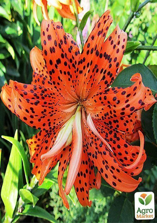 Лілія "Flore Pleno" - фото 3