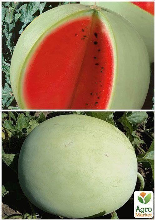 На развес Арбуз "Цельнолистный" ТМ "Весна" цена за 5г - фото 4