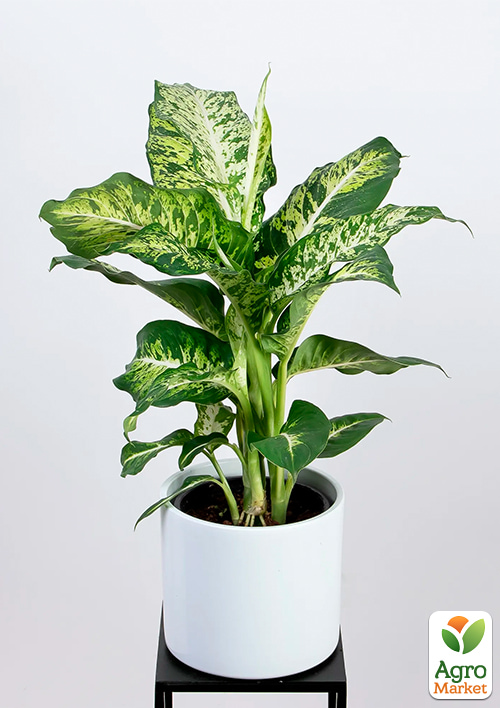 Дифенбахія (Dieffenbachia) "Mars" висота 40-60см - фото 6