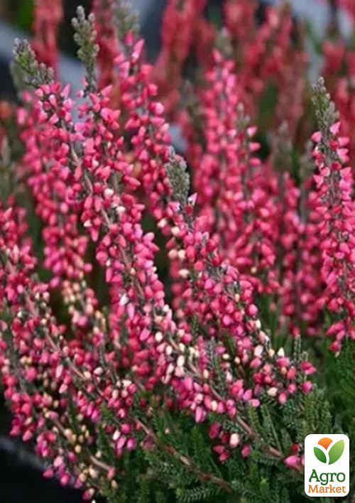 Верес 2-х річний вічнозелений "Pink Betinna" вазон 1л