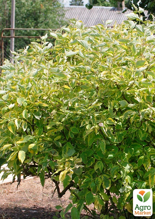 Дерен 5-и летний белый "Gouchaultii" С5, высота 60-80см