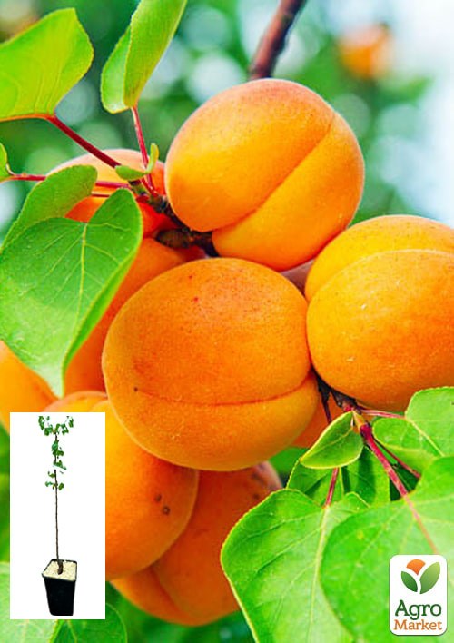 Абрикос "Харгранд" укорененный в контейнере (саженец 2 года)