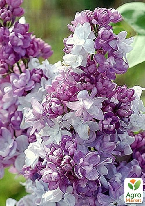 Бузок темно-ліловий "Katherine Havemeyer" - фото 3