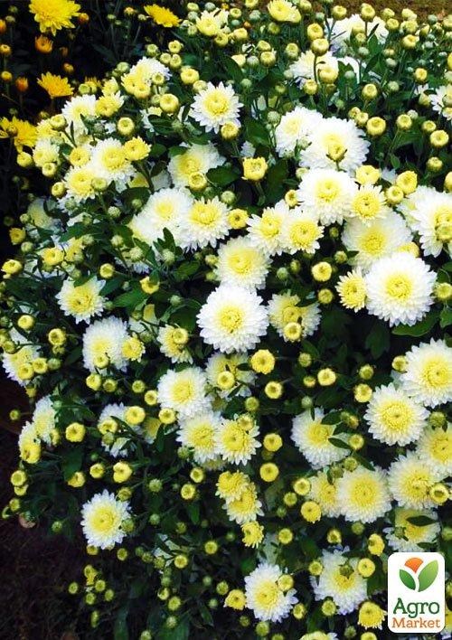 Хризантема мультифлора "Білий помпон" (вкоріненого живця висота 5-10 см)