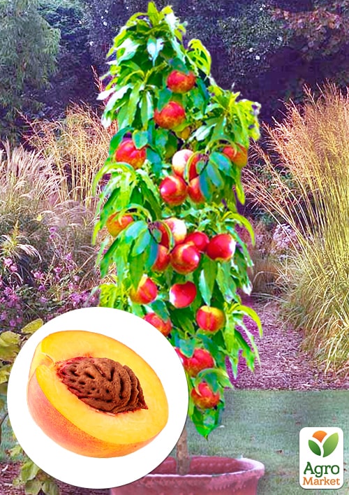 Нектарин Колоноподібний Лола (Lola)