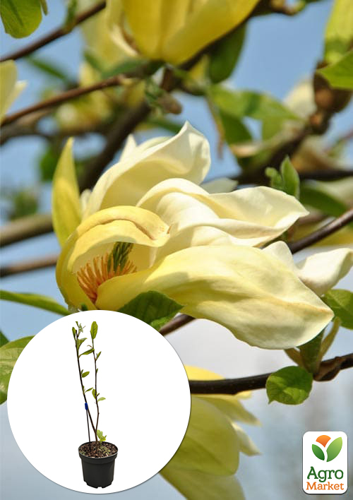 Магнолия 4-х летняя "Yellow Lantern" (высота 60-80см)