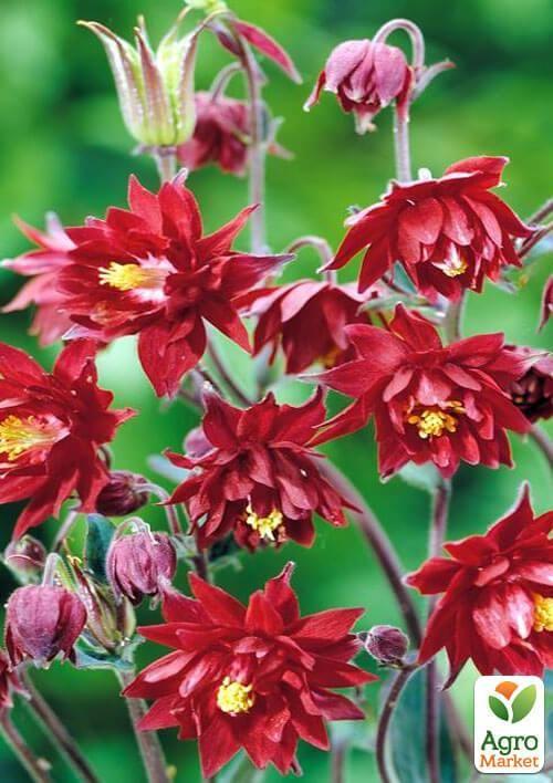 Аквілегія махрова "Ruby Port" 1 шт в упаковці - фото 6