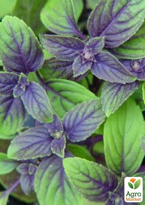 Рассада Базилик «Ереванский» (фермерское взращивание), 1шт в упаковке